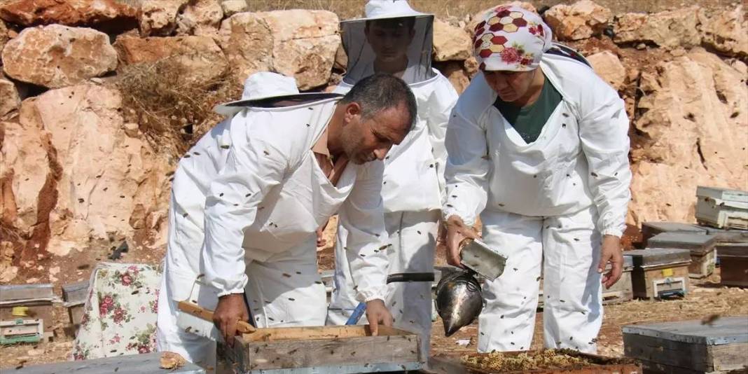 Kovanlar ağaç aralarına yerleşti, ilk hasat başladı! Şifa kaynağı olarak biliniyor:Hem yurt içinde hem de yurt dışında satılacak 2